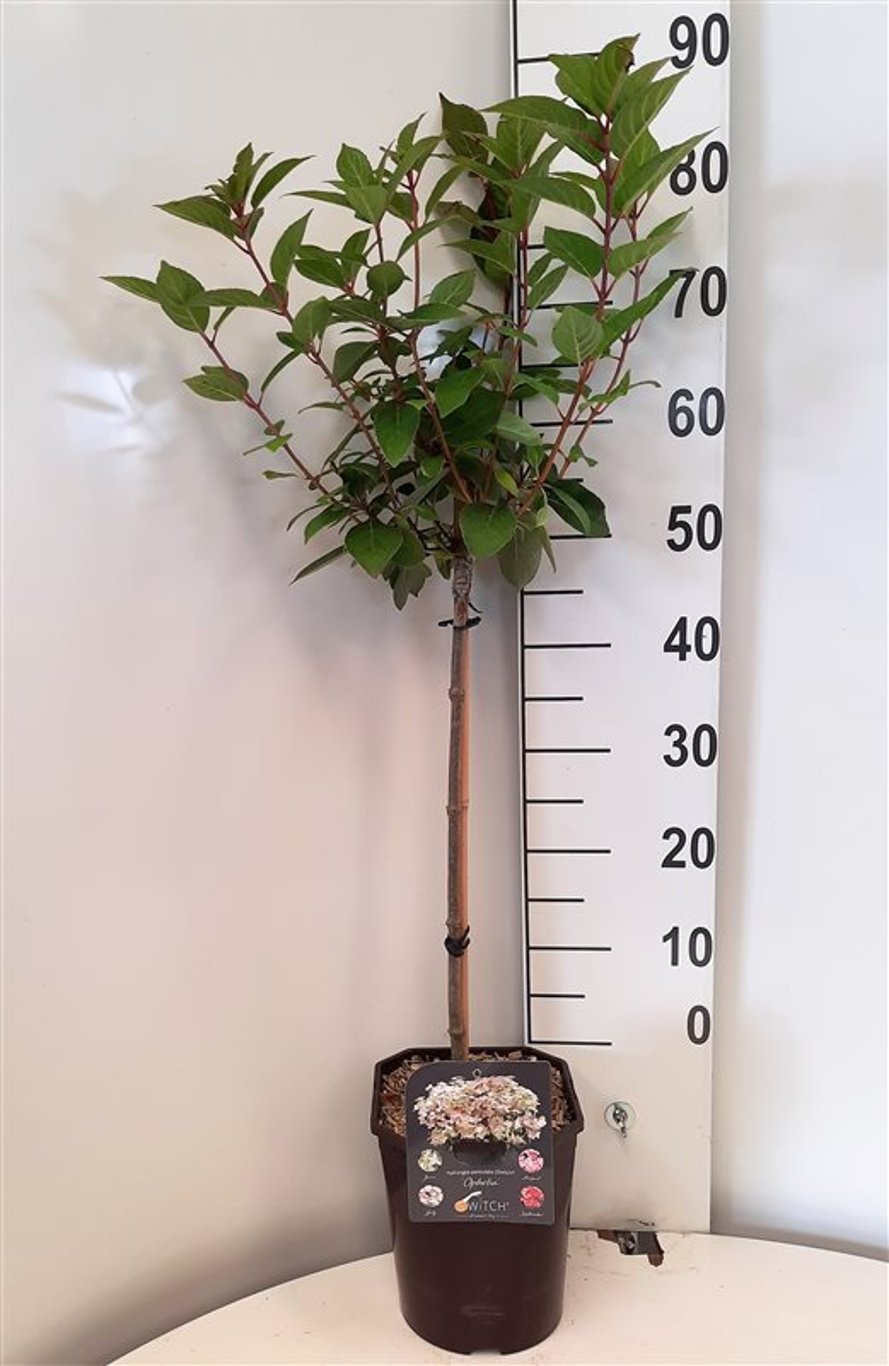 Hydrangea pan. 'Switch Ophelia' - 60 CM Stem C5 - 2yr Crown